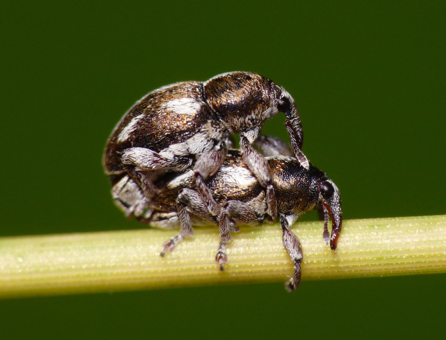 Tychius cfr quinquepunctatus (Curculionidae)